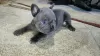 Photo №1. french bulldog - for sale in the city of Смолевичи | 377$ | Announcement № 124830