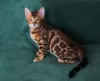 Photo №3. bengal kitten. Ukraine