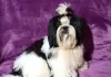 Additional photos: Shih tzu