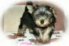 Photo №2 to announcement № 8463 for the sale of yorkshire terrier - buy in Russian Federation breeder