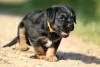 Additional photos: border terrier puppies