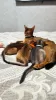 Additional photos: Elite Abyssinian kittens