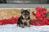 Photo №1. yorkshire terrier - for sale in the city of Hannover | 571$ | Announcement № 63838