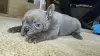 Photo №2 to announcement № 124830 for the sale of french bulldog - buy in Belarus private announcement