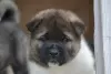 Additional photos: American akita