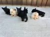 Additional photos: Scottish Terrier Puppies