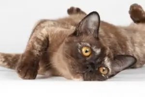 Photo №1. burmese cat - for sale in the city of St. Petersburg | 800$ | Announcement № 395