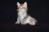 Additional photos: Siberian kittens.