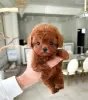 Photo №2 to announcement № 100922 for the sale of poodle (toy) - buy in Germany private announcement, breeder