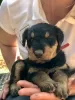 Additional photos: Airedale terrier pupies for sell