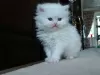 Photo №1. persian cat - for sale in the city of Дармштадт | negotiated | Announcement № 109460