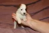 Photo №4. I will sell jack russell terrier in the city of St. Petersburg. from nursery - price - negotiated