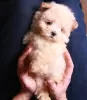 Additional photos: Maltipoo F1 puppies girls mini