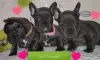 Photo №1. french bulldog - for sale in the city of Штутгарт | 581$ | Announcement № 127108