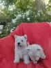 Additional photos: Model Westy Westie West highland white terrier