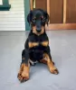 Photo №4. I will sell dobermann in the city of Krakow. private announcement - price - Is free