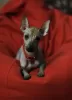 Photo №3. Xoloitzcuintle mini. Russian Federation