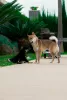 Additional photos: Black Shiba Inu Puppy (rare color)