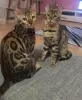 Photo №3. Bengal cats. Germany