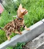 Photo №1. bengal cat - for sale in the city of Barnaul | 946$ | Announcement № 11915