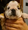 Additional photos: English bulldog boy