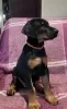 Photo №2 to announcement № 27787 for the sale of dobermann - buy in Russian Federation breeder