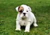 Photo №1. english bulldog - for sale in the city of Мадаин-Салих | 485$ | Announcement № 15574