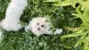 Additional photos: Maltese puppies for sale 3 months old