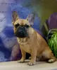 Additional photos: French Bulldog Puppies for Sale