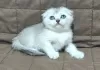 Photo №2 to announcement № 11423 for the sale of scottish fold - buy in Ukraine from nursery, breeder