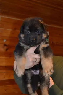 Photo №3. German Shepherd. D / n. German shepherd. L / W Puppies. Russian Federation