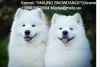 Photo №4. Mating samoyed dog in Ukraine. Announcement № 8402