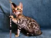 Photo №1. bengal cat - for sale in the city of Minsk | 473$ | Announcement № 10416