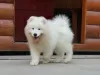 Photo №3. Samoyed puppies from a titled couple. Ukraine