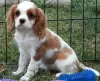 Photo №1. cavalier king charles spaniel - for sale in the city of Lisbon | negotiated | Announcement № 126867