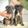 Additional photos: Cane Corso puppies for sale