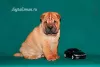 Photo №1. shar pei - for sale in the city of Tver | 594$ | Announcement № 8220