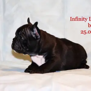 Photo №1. french bulldog - for sale in the city of Nizhny Novgorod | 611$ | Announcement № 1243