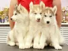 Additional photos: We offer for sale puppies of the Siberian Husky breed. From wonderful parents,