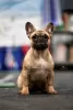 Photo №3. French bulldog girl. Russian Federation