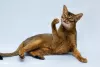 Additional photos: Zhorik is a young Abyssinian cat.