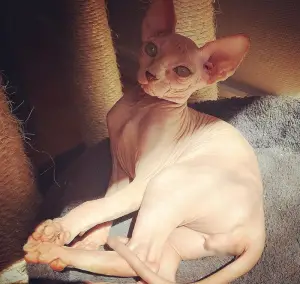 Photo №1. sphynx cat - for sale in the city of Tallinn | 600$ | Announcement № 683