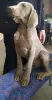 Photo №4. I will sell weimaraner in the city of Kragujevac. breeder - price - 718$