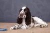 Photo №2 to announcement № 11178 for the sale of english springer spaniel - buy in Ukraine from nursery, breeder