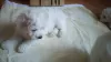 Photo №1. bichon frise - for sale in the city of Москва | negotiated | Announcement № 20902