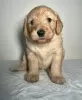 Photo №1. labradoodle - for sale in the city of Гаага | 264$ | Announcement № 81151