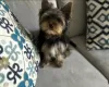 Photo №1. yorkshire terrier - for sale in the city of Érd | negotiated | Announcement № 110193