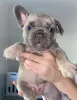 Additional photos: French bulldog puppies for sale