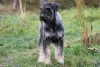 Additional photos: Pepper and salt giant schnauzer, puppies