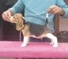 Additional photos: Beagle puppies for sale